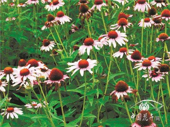 具有防病和治疗功效的植物应用 具有防病和治疗功效的植物应用