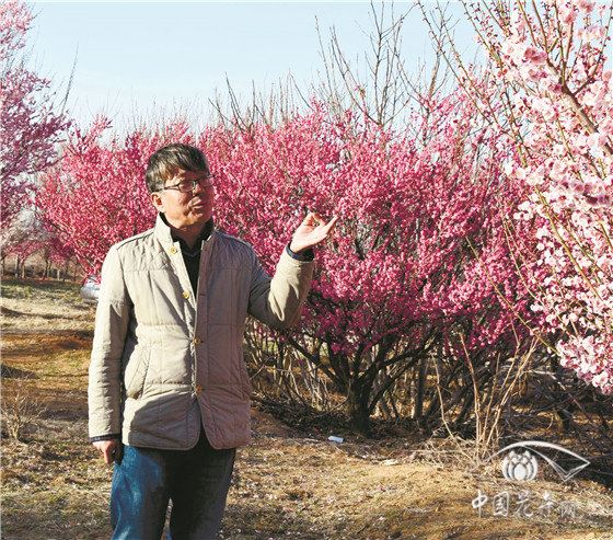 威海卫里梅花香 