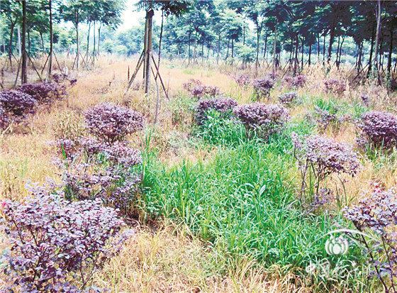 除草剂这么用不仅省钱防效还好 除草剂这么用不仅省钱防效还好