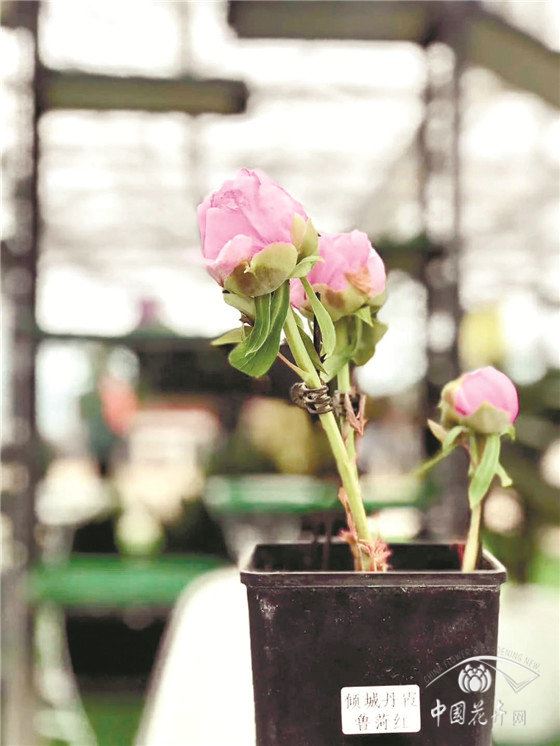 临近销售季微型盆栽牡丹遭遇销售难 临近销售季微型盆栽牡丹遭遇销售难