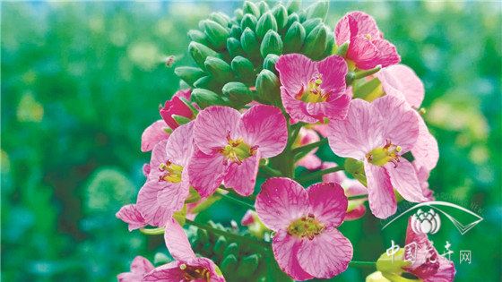 观赏、实用两不误“可甜可盐”的彩色油菜花亮相 观赏、实用两不误“可甜可盐”的彩色油菜花亮相