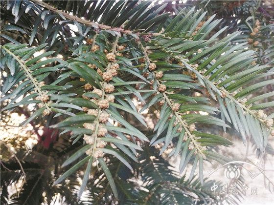 具有防病和治疗功效的植物应用 具有防病和治疗功效的植物应用