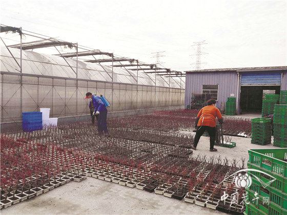 疫情下,我国盆景出口或受较大影响 疫情下,我国盆景出口或受较大影响