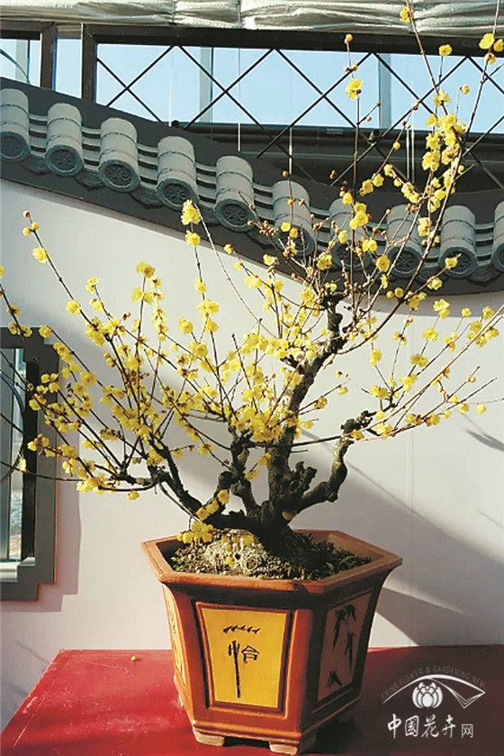 蜡梅的花后管理 