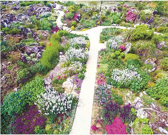 药用园将大放异彩?看中国花境公益大讲堂首次网络直播 药用园将大放异彩?看中国花境公益大讲堂首次网络直播