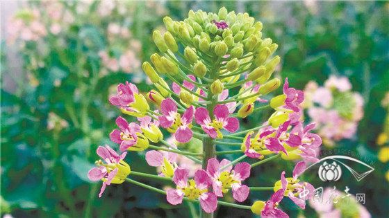 观赏、实用两不误“可甜可盐”的彩色油菜花亮相 观赏、实用两不误“可甜可盐”的彩色油菜花亮相