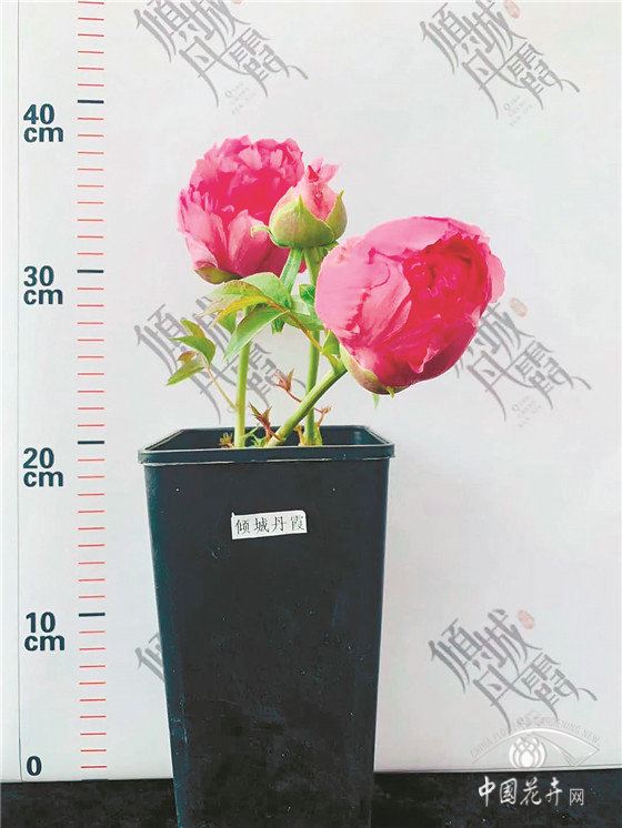 临近销售季微型盆栽牡丹遭遇销售难 临近销售季微型盆栽牡丹遭遇销售难