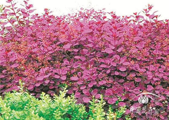 如花似雾的美国红栌 如花似雾的美国红栌