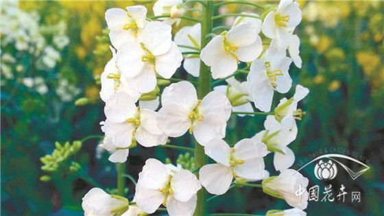 观赏、实用两不误“可甜可盐”的彩色油菜花亮相 观赏、实用两不误“可甜可盐”的彩色油菜花亮相
