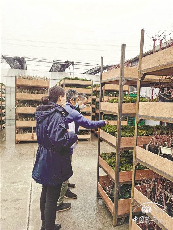 疫情下,我国盆景出口或受较大影响 疫情下,我国盆景出口或受较大影响