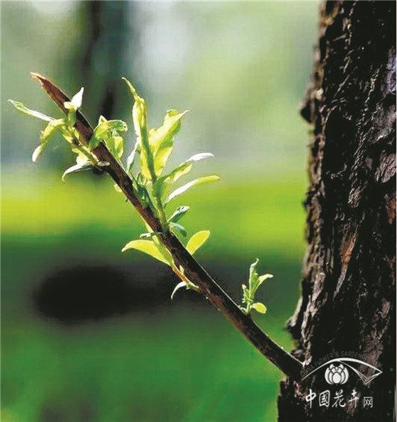树木下端冒小芽竟是大隐患 树木下端冒小芽竟是大隐患