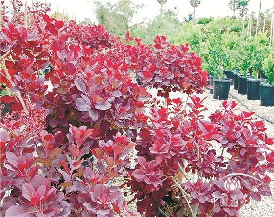 如花似雾的美国红栌 如花似雾的美国红栌