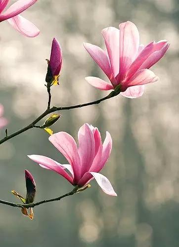 玉兰，绽放在早春时节，太美了！