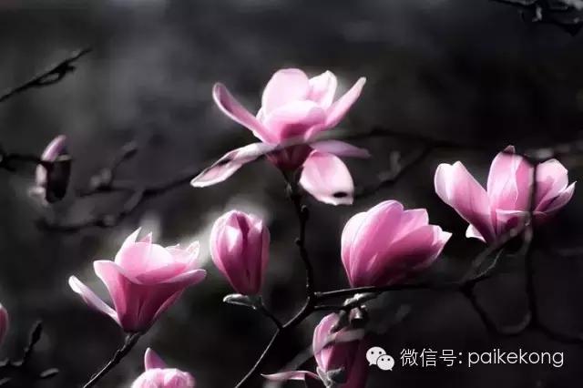 玉兰，绽放在早春时节，太美了！