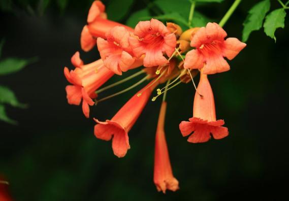 藤蔓疯长，养护“5年”却不开花？定是细节有“问题”，快学技巧