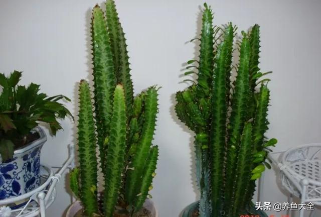 龙骨花怎么养?做到这7条,龙骨蹭蹭往上长 龙骨花怎么养?做到这7条,龙骨蹭蹭往上长