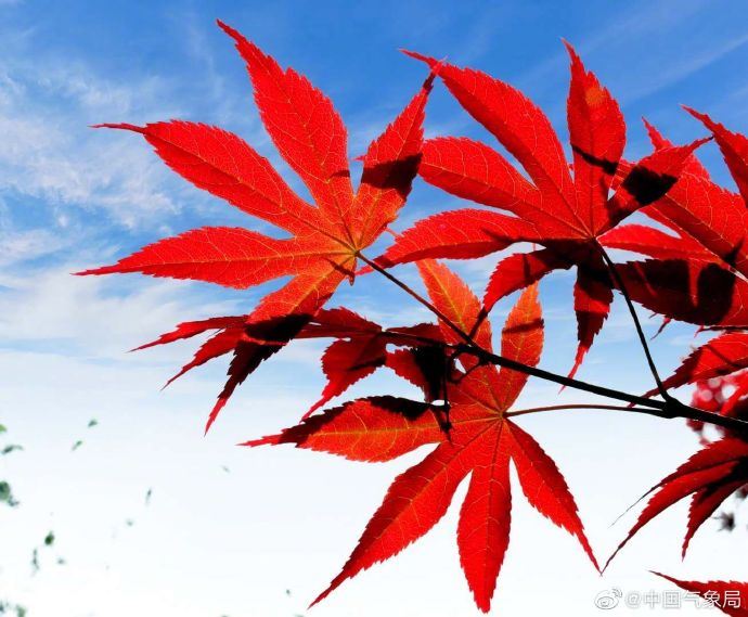 这么神仙的撞色!太美了 这么神仙的撞色!太美了