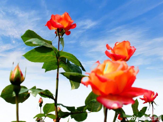 这么神仙的撞色!太美了 这么神仙的撞色!太美了