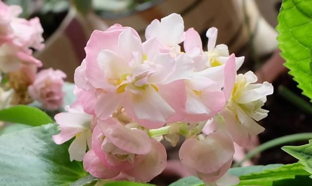 养花：四季海棠播种到开花，完整纪录，美极了！