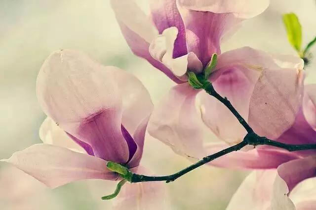 玉兰，绽放在早春时节，太美了！