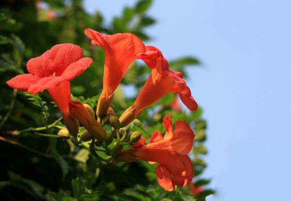 藤蔓疯长，养护“5年”却不开花？定是细节有“问题”，快学技巧