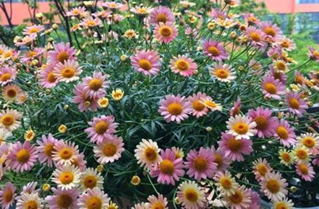 两种自带“花球”的小花，侧芽剪几刀，疯狂长新枝爆花苞