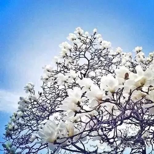 玉兰，绽放在早春时节，太美了！