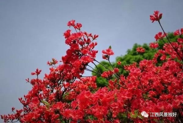 江西红了!最美人间四月天 又是踏春出游时 江西红了!最美人间四月天 又是踏春出游时