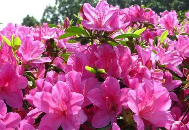 杜鹃花喜欢酸性土壤,花朵很鲜艳,家养该注意什么? 杜鹃花喜欢酸性土壤,花朵很鲜艳,家养该注意什么?