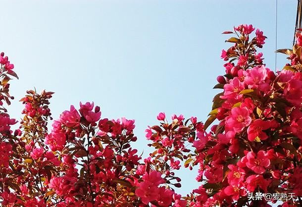 自在,随意,这样的海棠花,最好! 自在,随意,这样的海棠花,最好!