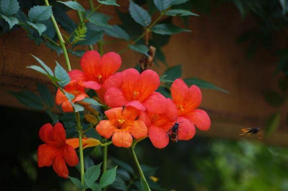 藤蔓疯长，养护“5年”却不开花？定是细节有“问题”，快学技巧