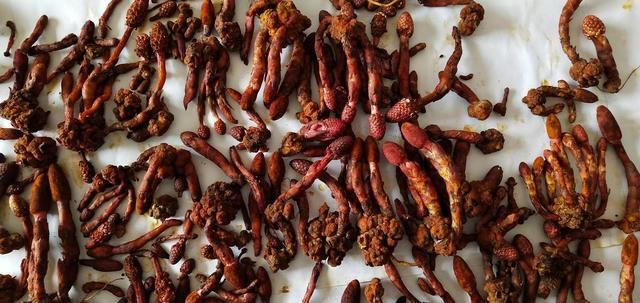 在农村看到千万别踩，菌类现在非常珍贵，尤其是野生的！