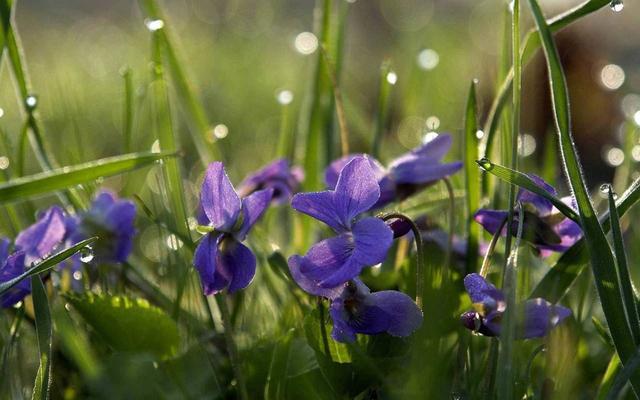 开花硕大的紫罗兰,想要开花爆盆很简单,试试这几步 开花硕大的紫罗兰,想要开花爆盆很简单,试试这几步