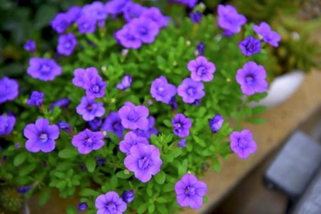 两种自带“花球”的小花，侧芽剪几刀，疯狂长新枝爆花苞