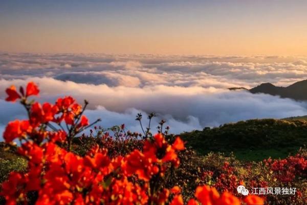 江西红了!最美人间四月天 又是踏春出游时 江西红了!最美人间四月天 又是踏春出游时