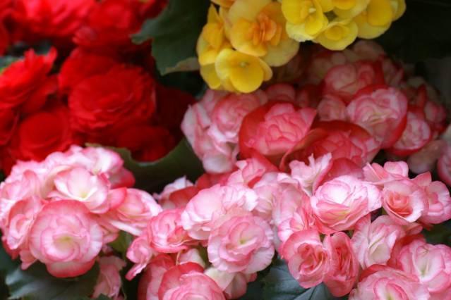 养花：四季海棠播种到开花，完整纪录，美极了！