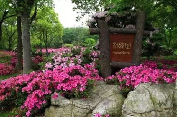 江西红了!最美人间四月天 又是踏春出游时 江西红了!最美人间四月天 又是踏春出游时