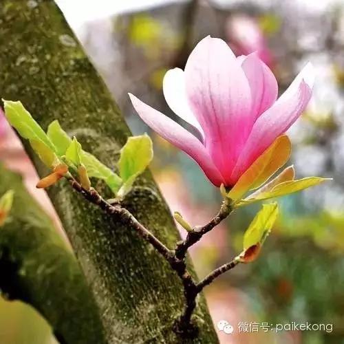 玉兰，绽放在早春时节，太美了！