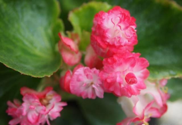 养花：四季海棠播种到开花，完整纪录，美极了！