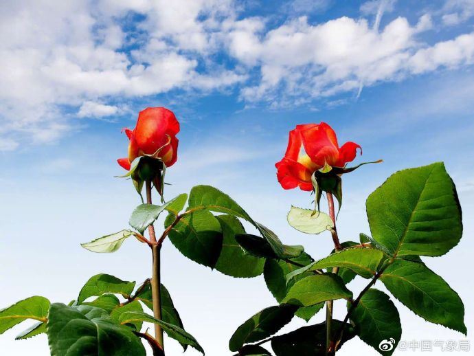 这么神仙的撞色!太美了 这么神仙的撞色!太美了