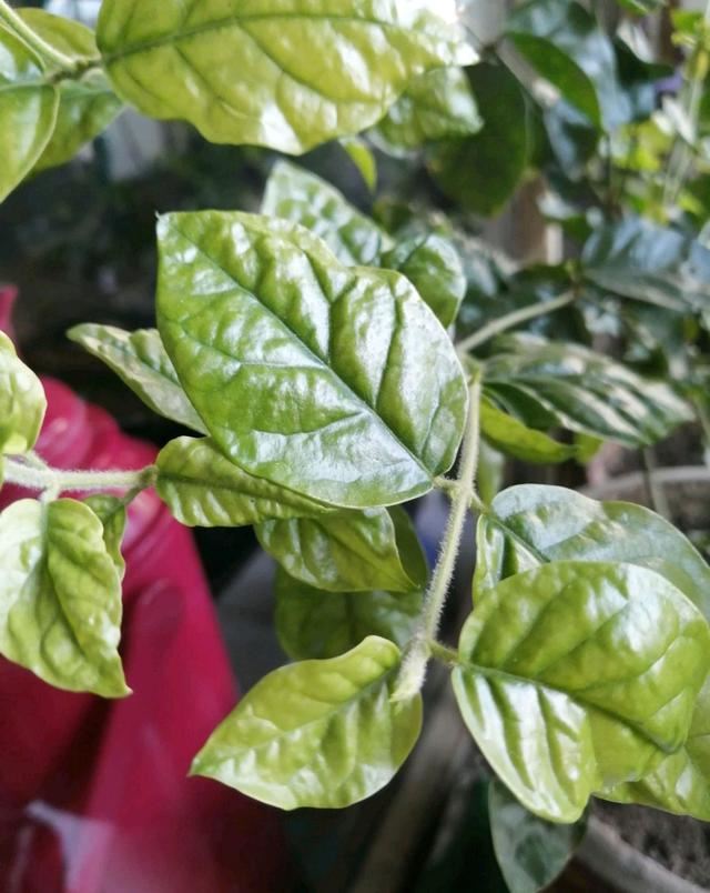 茉莉花满树花苞就是不开花？满足一要素，很快开花爆盆满屋飘香