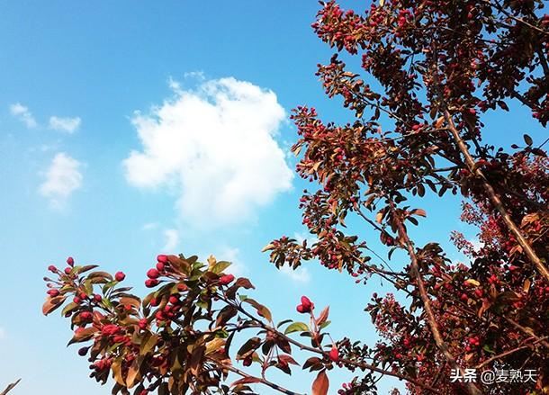 自在,随意,这样的海棠花,最好! 自在,随意,这样的海棠花,最好!