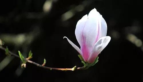 玉兰，绽放在早春时节，太美了！