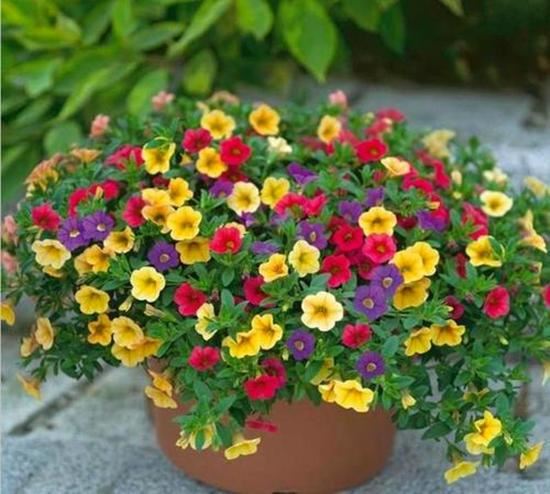 两种自带“花球”的小花，侧芽剪几刀，疯狂长新枝爆花苞