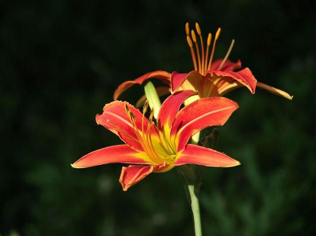 挺拔生长的萱草花,栽种应该注意一些什么?方法很重要 挺拔生长的萱草花,栽种应该注意一些什么?方法很重要