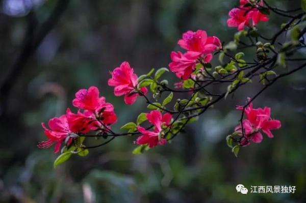 江西红了!最美人间四月天 又是踏春出游时 江西红了!最美人间四月天 又是踏春出游时