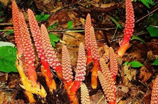 在农村看到千万别踩，菌类现在非常珍贵，尤其是野生的！