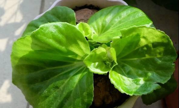 养花：四季海棠播种到开花，完整纪录，美极了！