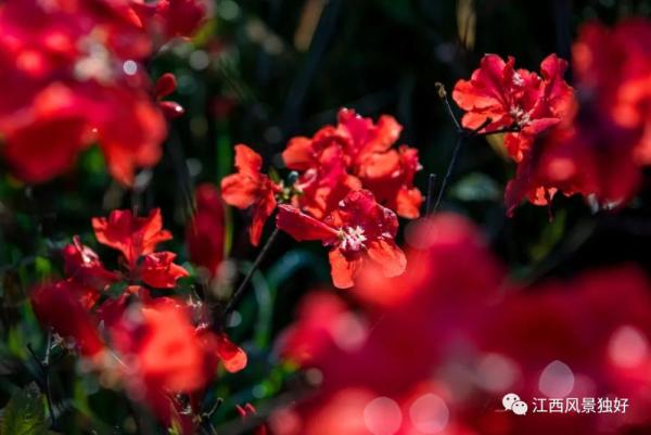 江西红了!最美人间四月天 又是踏春出游时 江西红了!最美人间四月天 又是踏春出游时