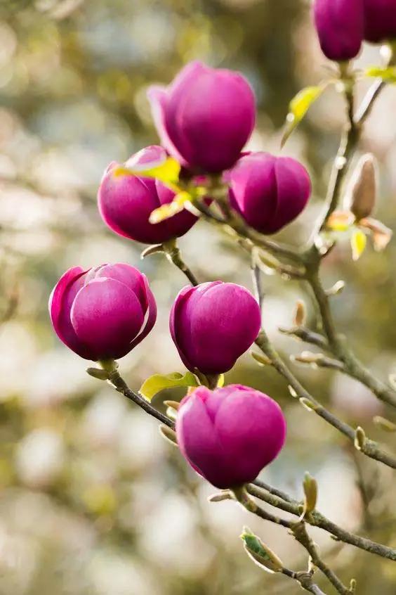 玉兰，绽放在早春时节，太美了！